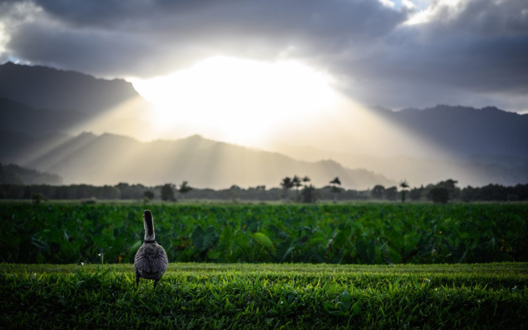 Breaking Boundaries: Cannabis Wholesale Revolutionizes Hawaii’s Market